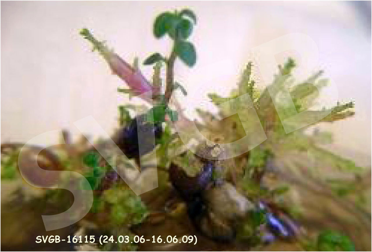 in vitro